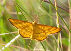 Idaea aureolaria