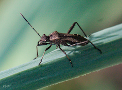 Alydus calcaratus