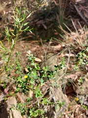 Olearia myrsinoides