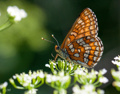 Euphydryas maturna