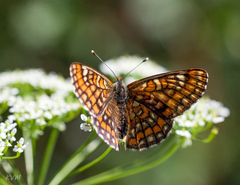 Euphydryas maturna