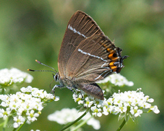 Satyrium w-album