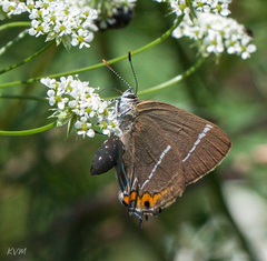 Satyrium w-album