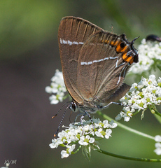 Satyrium w-album