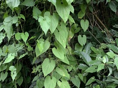 Thladiantha punctata