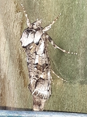 Archaeoses polygrapha