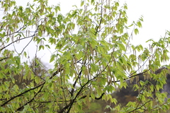 Betula luminifera