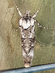 Archaeoses polygrapha
