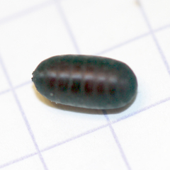 Trichopoda pictipennis