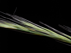 Festuca myuros