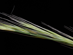 Festuca myuros