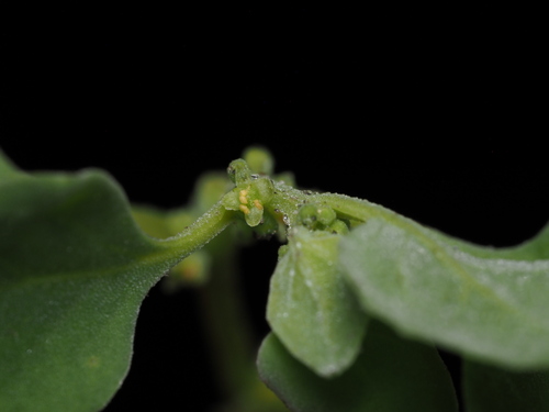 Image of Tetragonia echinata by (c) Kevin Faccenda, some rights reserved (CC BY)