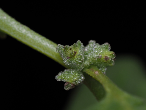 Image of Tetragonia echinata by (c) Kevin Faccenda, some rights reserved (CC BY)