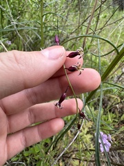 Caulanthus heterophyllus