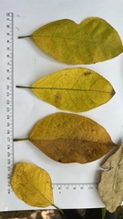 Ficus fraseri
