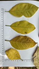 Ficus fraseri