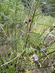 Caulanthus heterophyllus