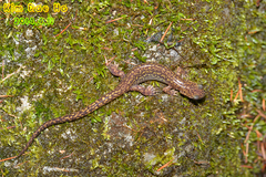 Onychodactylus koreanus