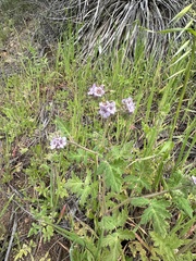 Phacelia cicutaria