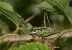 Eupholidoptera