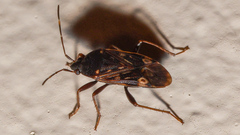Neolethaeus tenebrosus