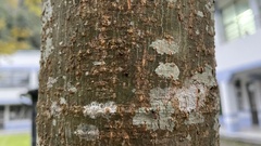 Crematogaster rogenhoferi