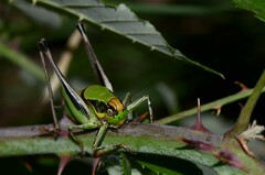 Eupholidoptera chabrieri
