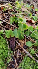 Oxalis acetosella