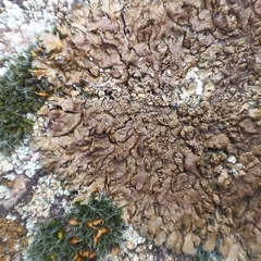 Xanthoparmelia pulla