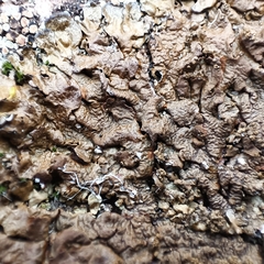 Xanthoparmelia pulla