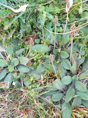 Plantago raoulii