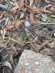 Brachyscome multifida