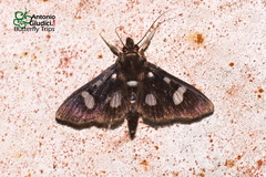 Bocchoris