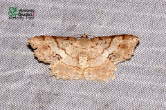 Calletaera subexpressa