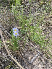 Brachyscome multifida