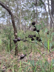 Haemodorum austroqueenslandicum