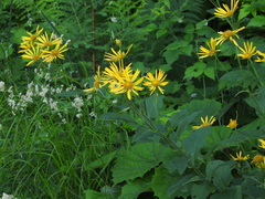 Doronicum austriacum