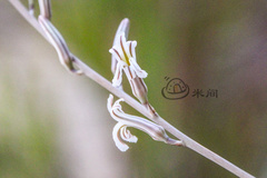 Haworthiopsis fasciata