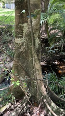 Elaeocarpus obovatus