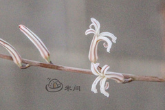 Haworthiopsis fasciata