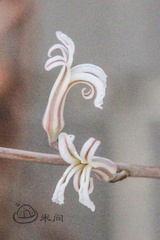 Haworthiopsis fasciata