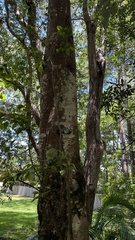 Elaeocarpus obovatus