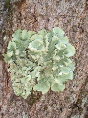 Flavoparmelia caperata