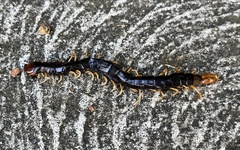Cormocephalus westwoodi