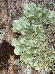 Flavoparmelia caperata