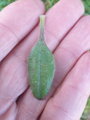 Plantago raoulii