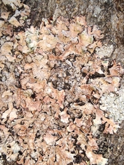 Flavoparmelia caperata