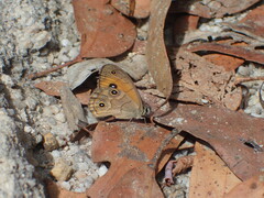 Hypocysta euphemia