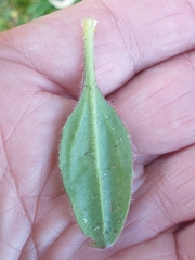 Plantago raoulii