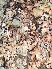 Flavoparmelia caperata